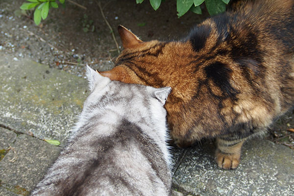 クロムクラタンの匂い嗅ぐ