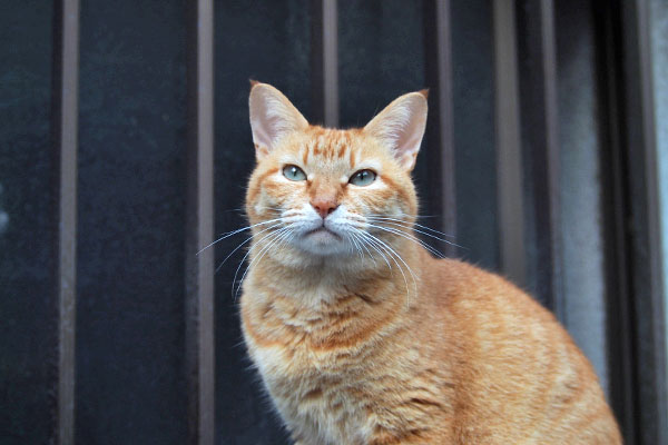 そらちゃん　空を見上げる