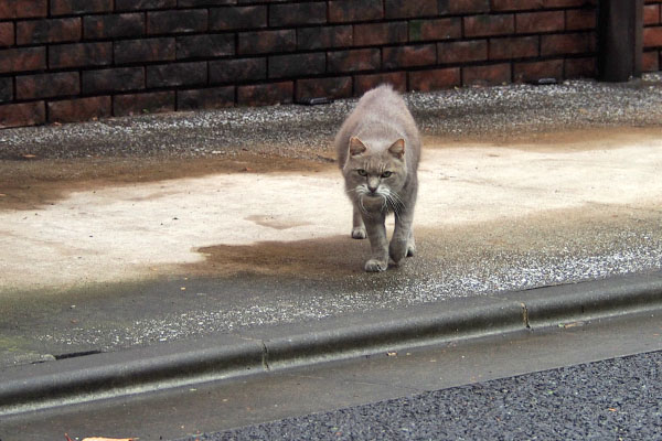 グリ　ちは