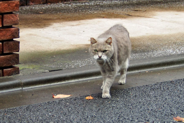 グリ　こちらに来る