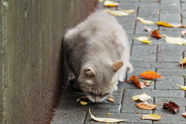 グリ　食べる