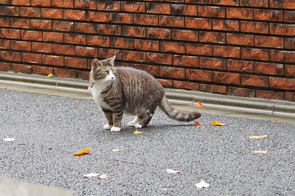 アシメ　立ち止まる