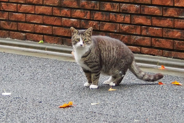 アシメ　撮るヒトを見る