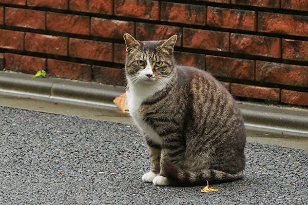 アシメ　お座りする