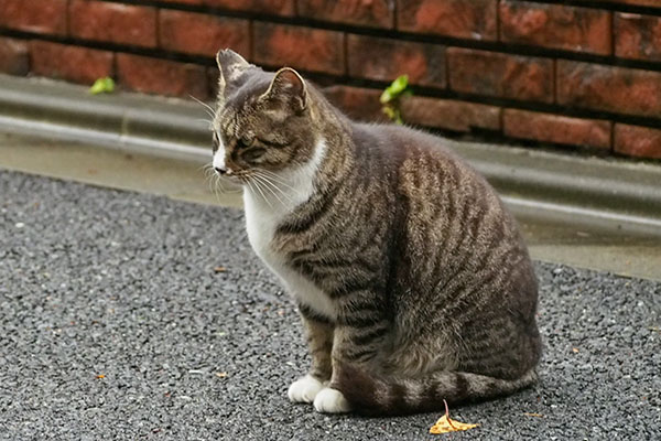 アシメ　考える