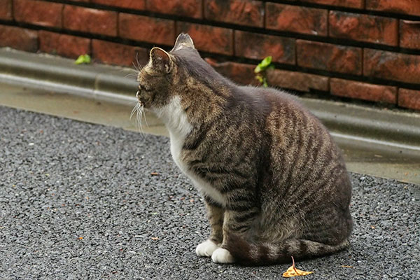 アシメ　諦めるかにゃ