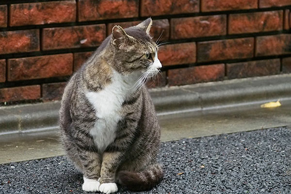 アシメ　先輩にゃ