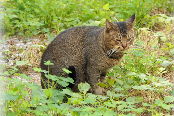 アビ　見てくれるか