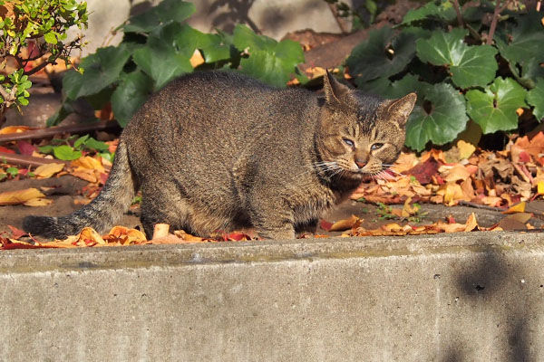 アビ　食べていいんですか