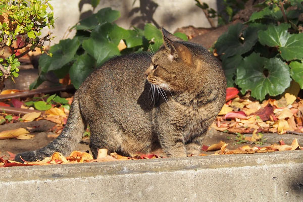 アビ　お先に頂くにゃ