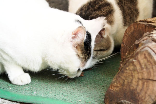 ケイも食べてる