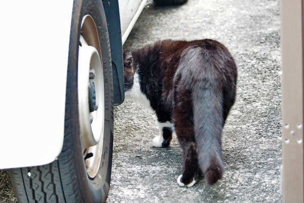 車の下に入ろうとするブッチ