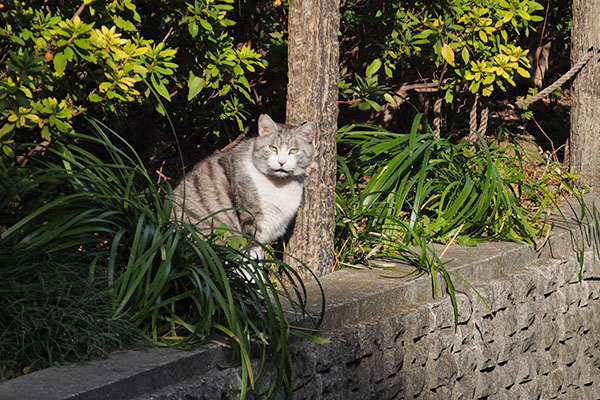 寝起き　クロム