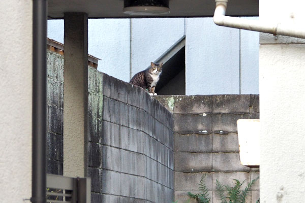 アシメみっけ