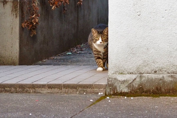 アシメ　念の為再確認