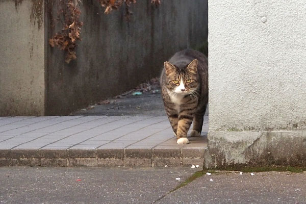 アシメ　ゆっくりと