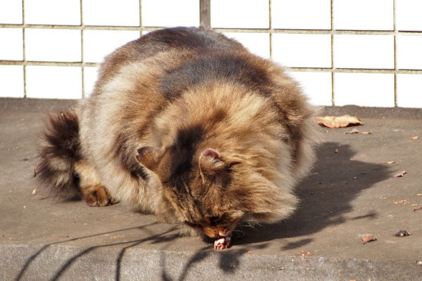 くり坊　確認中