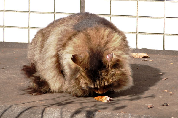 くり坊　なかなか食べない