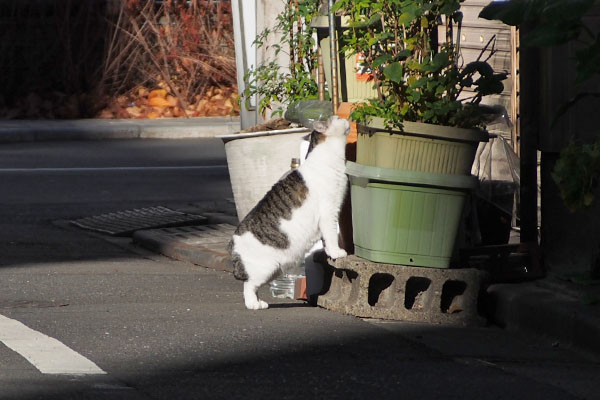 ケイ　植木に挨拶中