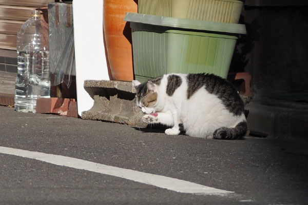 ケイ　おててぺろぺろが