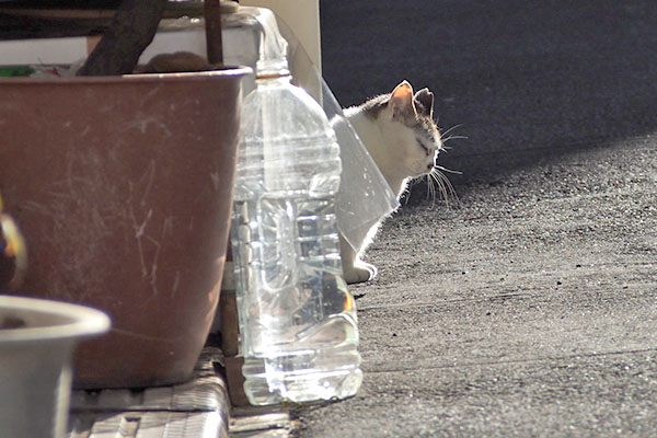 ケイ　横顔