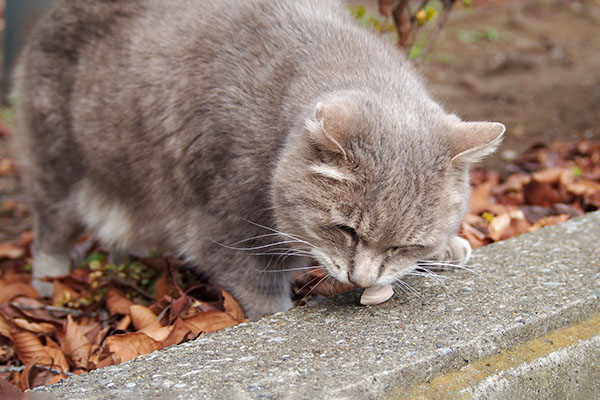 グリ　ささみを食べる