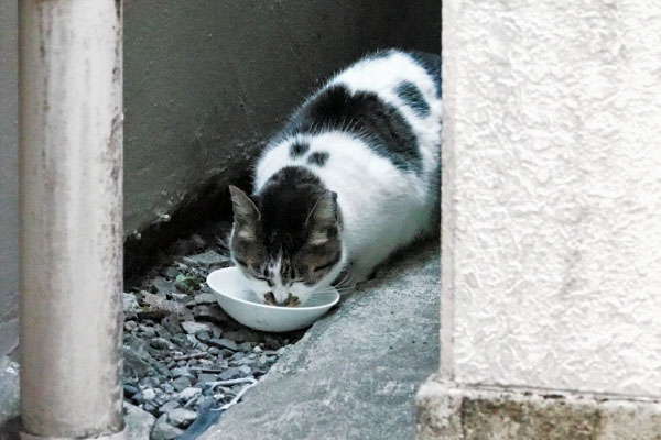 しぐれ　とりあえず食べる