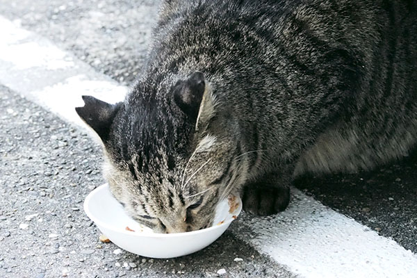 シマヲ　食べてる