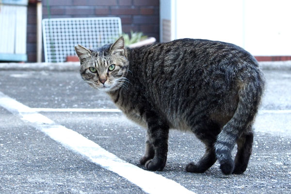 シマヲ　ごちそうさまにゃ