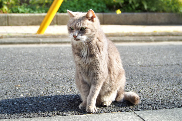 グリ　座った