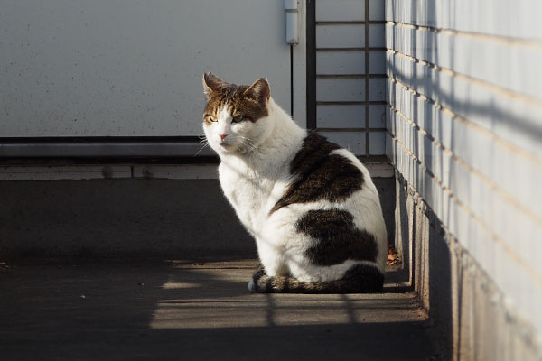ルーフ　日向ぼっこ