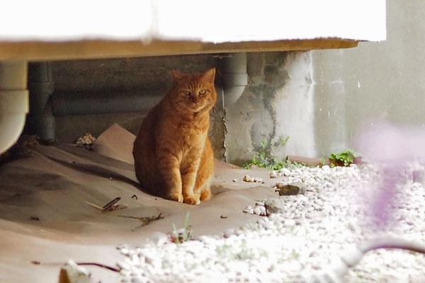 ルーカス　安全地帯で座る