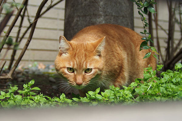 にゃんですか　ギザ