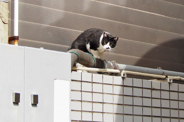 まこでした