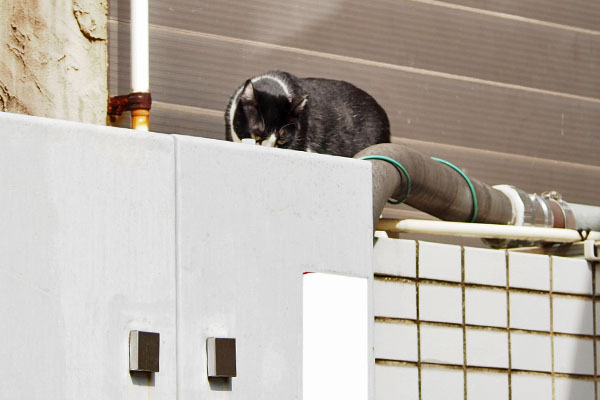 まこ　下りて来る