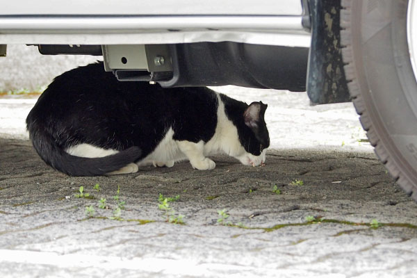 まこ　カツオ食べる