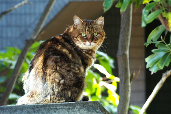 去り際に見てる　クラタン