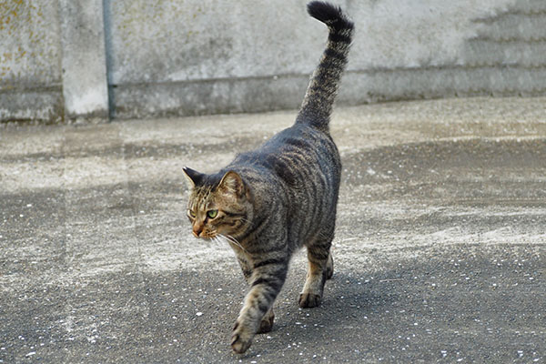 シマヲ　歩く