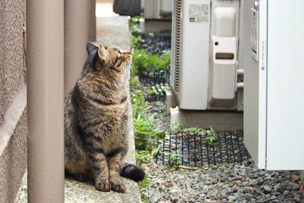 シマヲ　おった