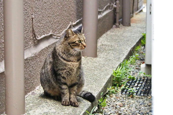 シマヲ　知らんヒトにゃ