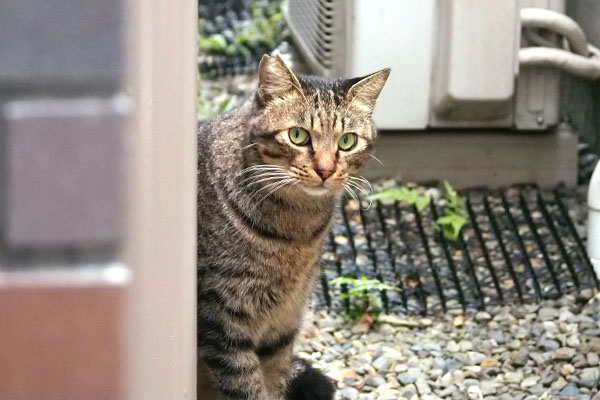 シマヲ　まだ居ますか