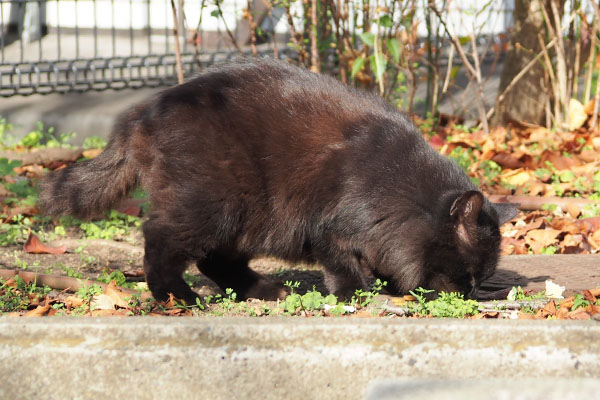 モフネ　食べてる