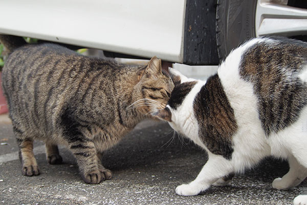 セイとシマヲ　挨拶