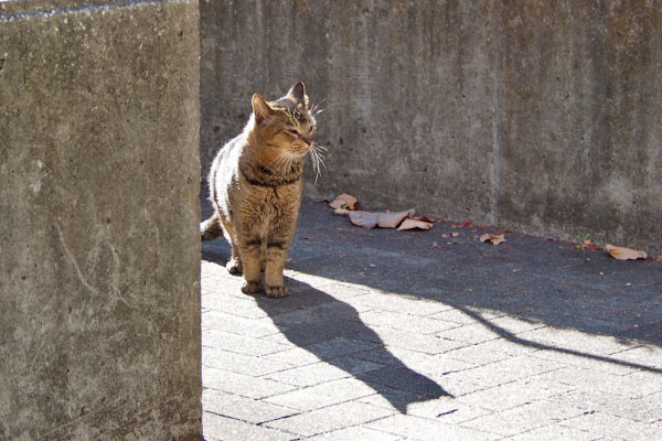 アビ　そっと下がる