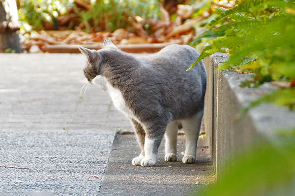 レックス　後ろも警戒