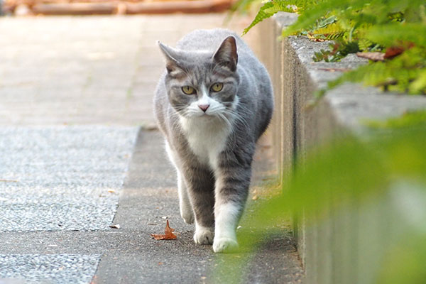 レックス　見るねー