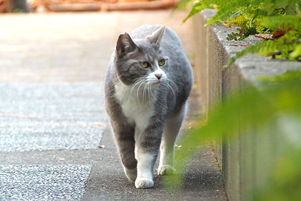 レックス　左は気になる