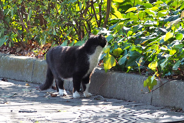 ぶっち　遠く見てる