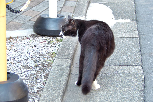 ぶっち　何かを警戒