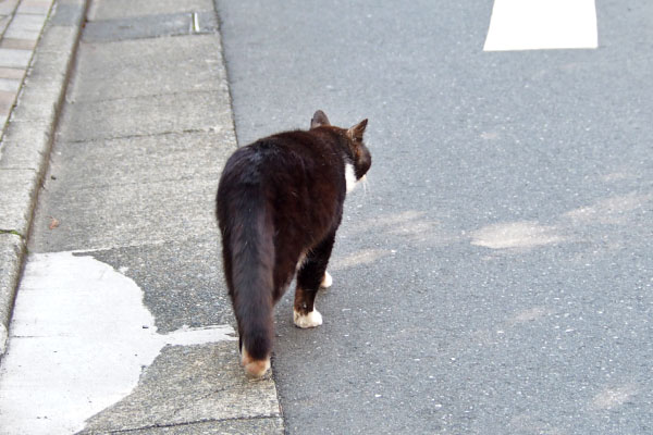 ぶっち　堂々と歩いて行く